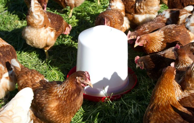 Abbeveratoio per galline e pulcini - Image 4
