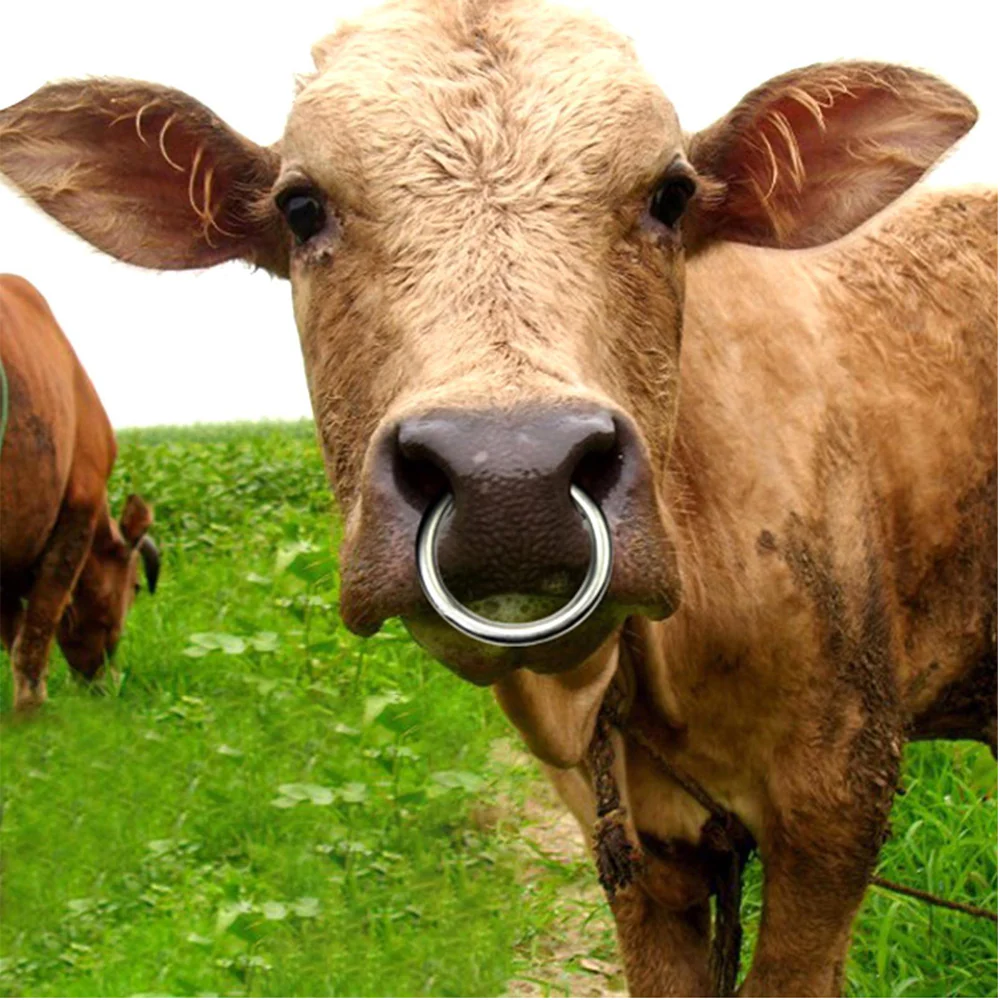 Anelli Per Tori Misure Speciali - Image 2