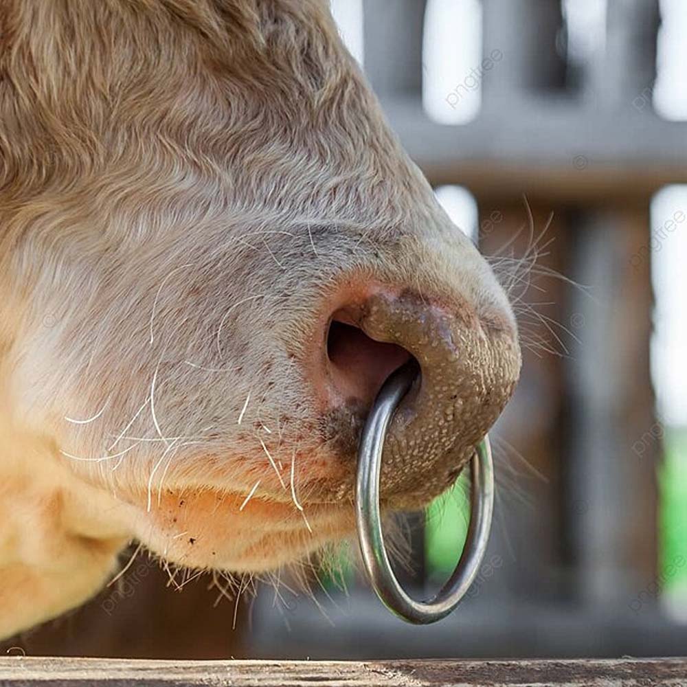 Anello per naso per bovini, Metallo zincato - Image 2