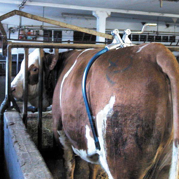 Anticalci Per Bovini Modello Amerika - Image 3