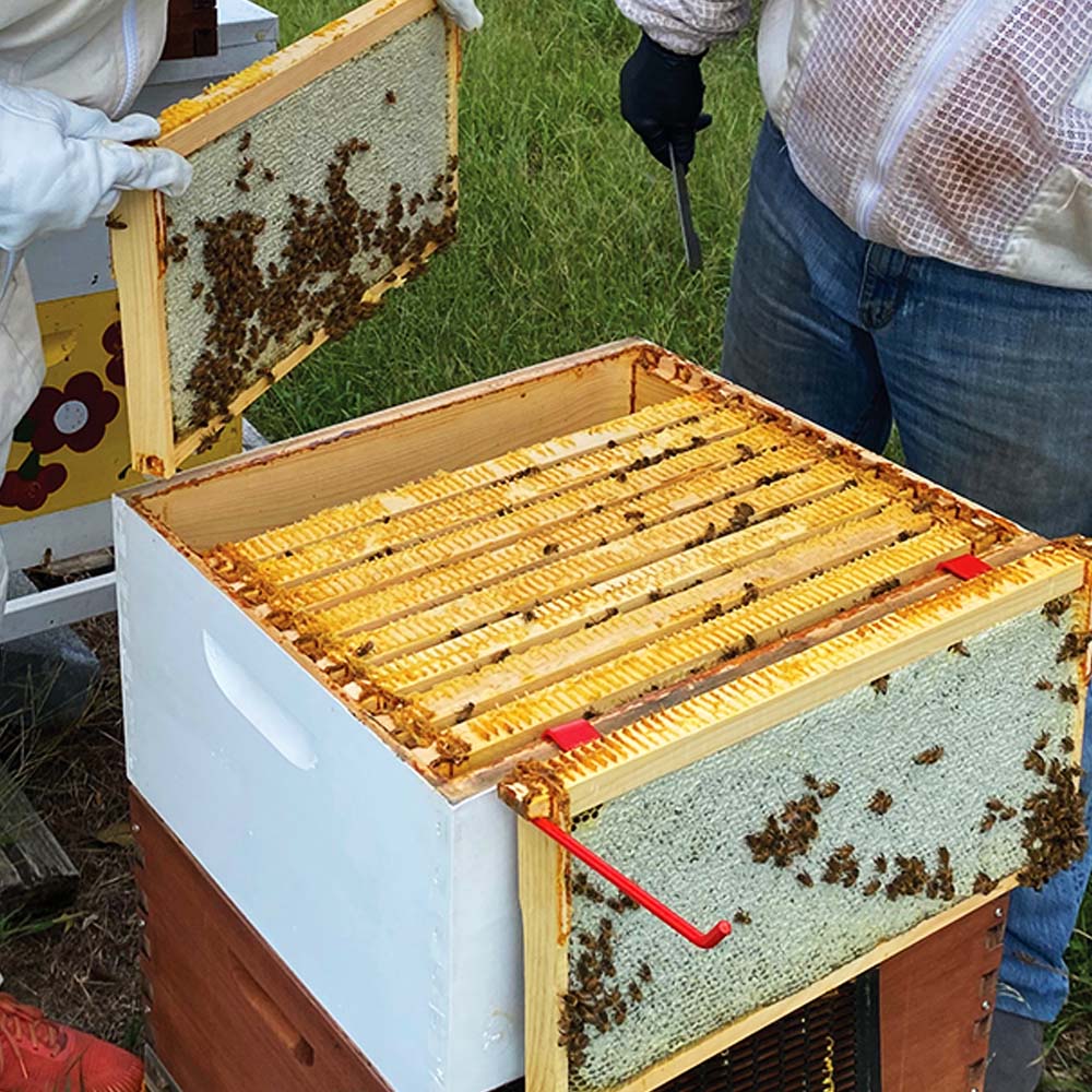 Api-Bioxal Un Farmaco Veterinario a Base di Acido Ossalico per il Controllo della Varroa nelle Api - Image 10