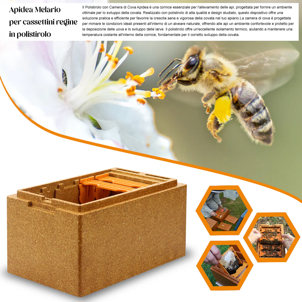 Apidea Arnietta fecondazione regine in polistirolo - Image 6