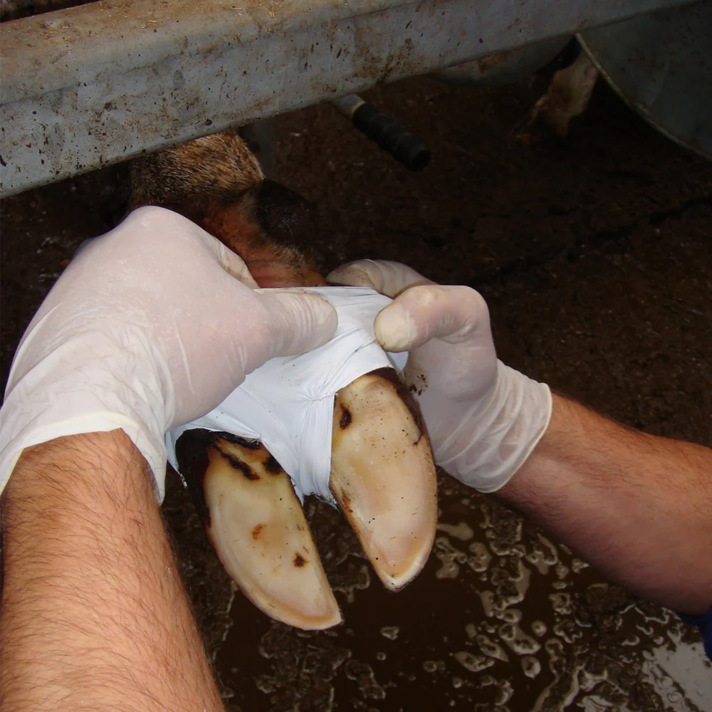 Bendaggio Medicazione per zoccoli VetTape - Image 7