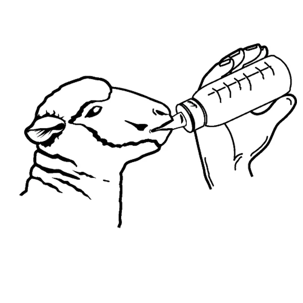 Biberon per agnelli Anti-Vac con tettarella per un facile riempimento, 450ml - Image 5