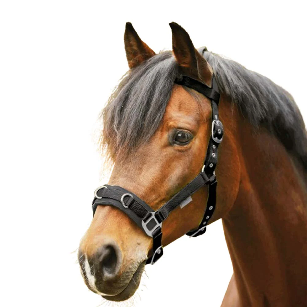 Capezza per pony - Image 2