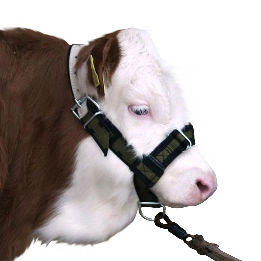 Capezza Regolabile per Bovini Personalizzazione e Controllo - Image 6