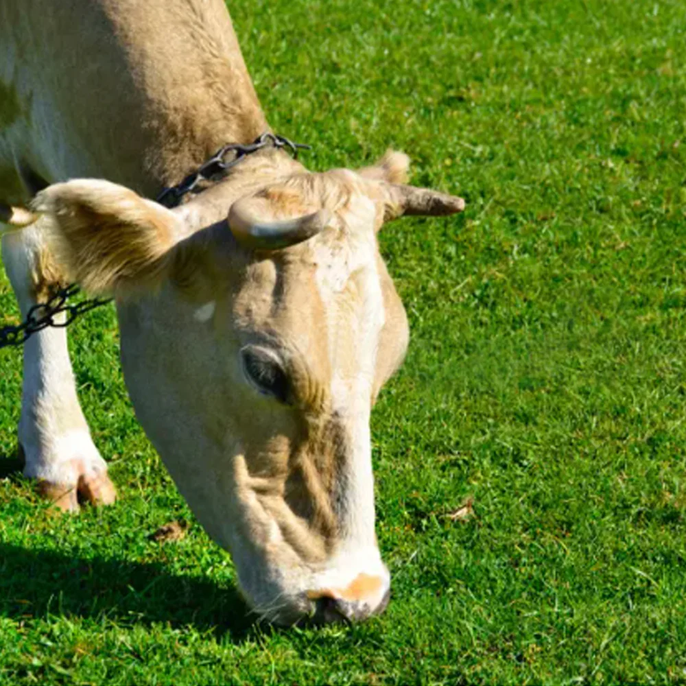 Catena Per Bovini Con Attacco Doppio - Image 3