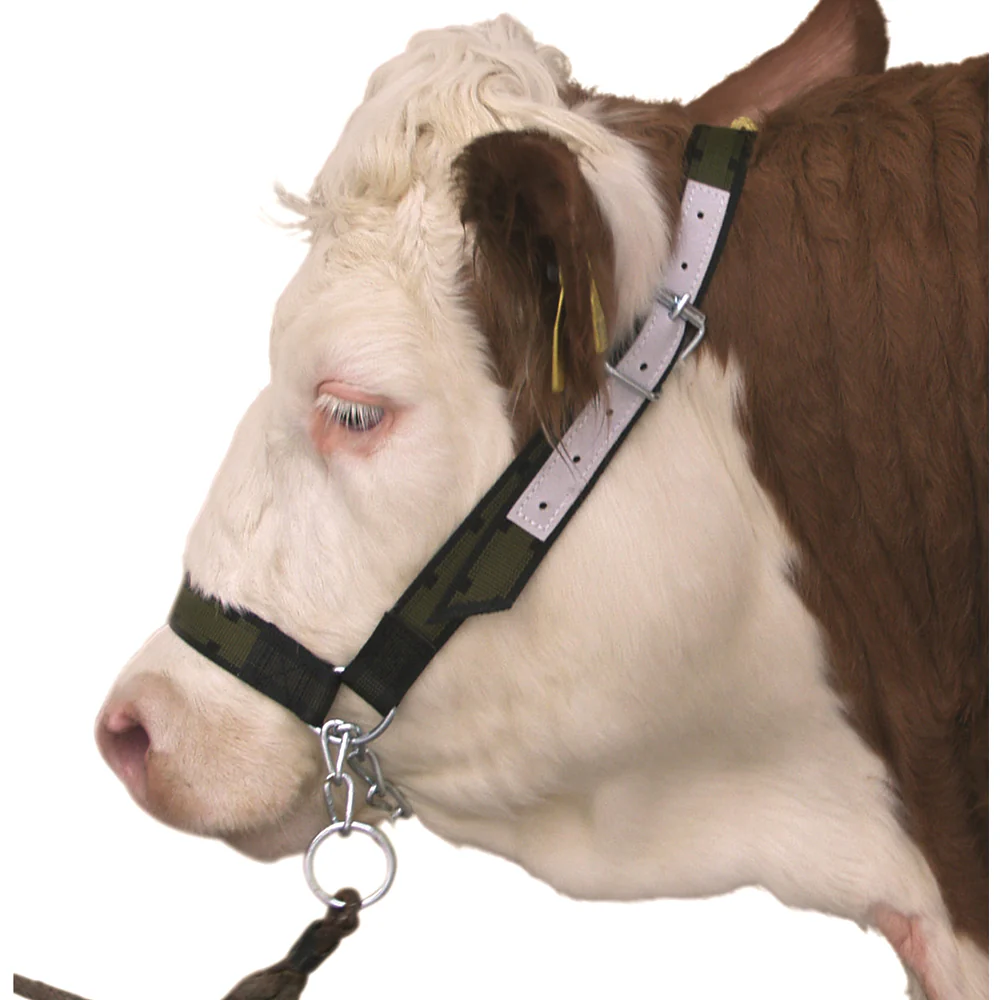 Cavezza per Bovini con Catena al Mentone con pelle - Image 4