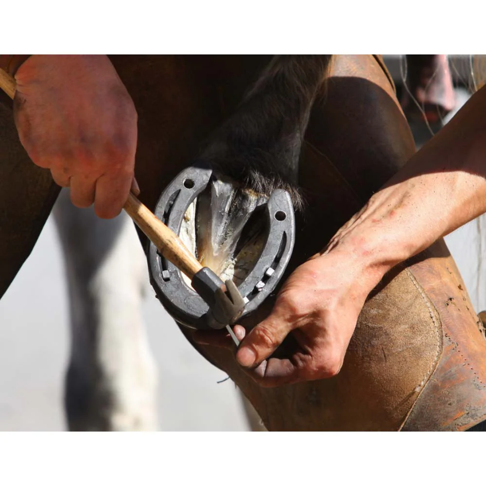 Chiodi di Cavallo Mustad ESL - Image 6