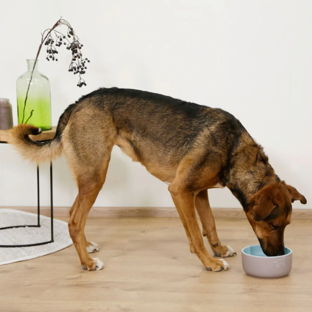 Ciotola in ceramica per cani Spirit con motivo - Image 5