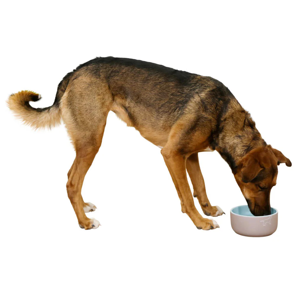 Ciotola in ceramica per cani Spirit con motivo - Image 6