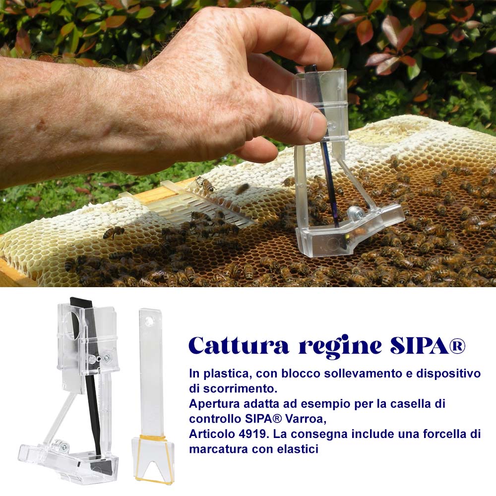 Cogli Regina con forcella per marcatura ape - Image 17