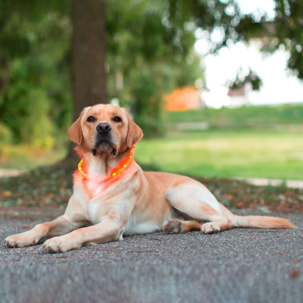 Collare LED Maxi Safe per cane - Image 4