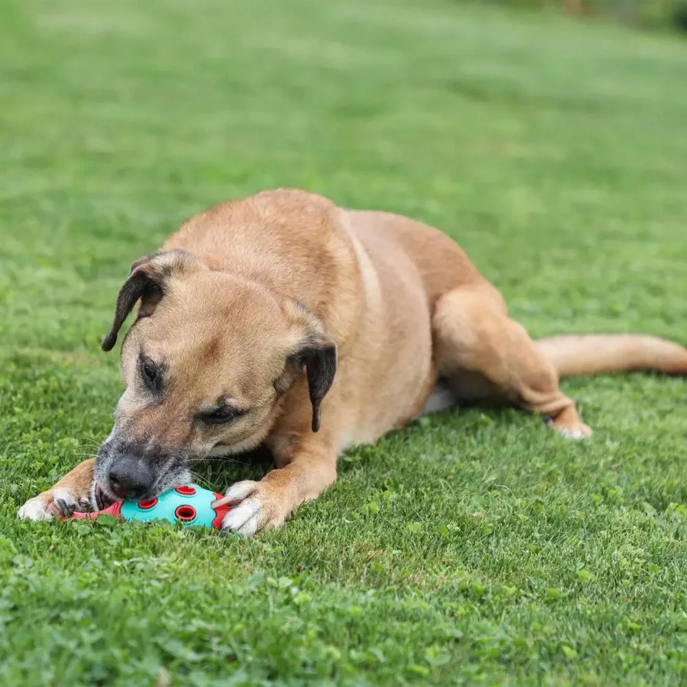 Coni ToyFastic Giocattolo per cani, 15 x 6,5cm - Image 4