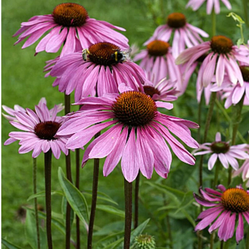 Echinacea Purpurea Succo Rinforza il Sistema Immunitario Naturalmente - Image 3