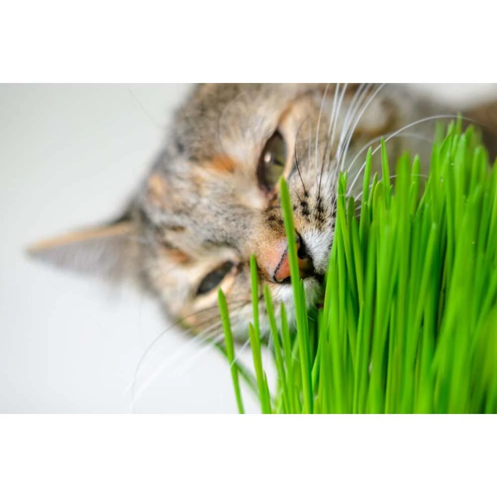 Erba Gatta - Integratore Alimentare per Gatti Domestici - Image 10