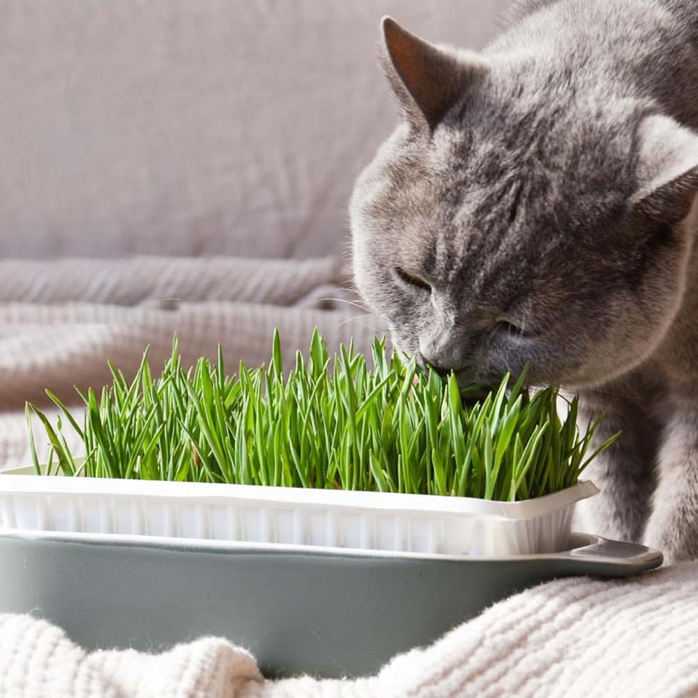 Erba Gatta - Integratore Alimentare per Gatti Domestici - Image 11