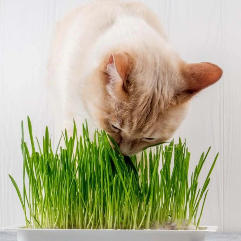 Erba Gatta - Integratore Alimentare per Gatti Domestici - Image 12