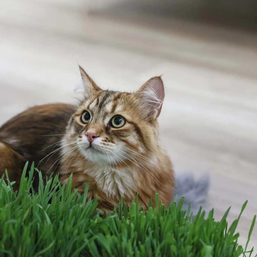 Erba Gatta - Integratore Alimentare per Gatti Domestici - Image 13