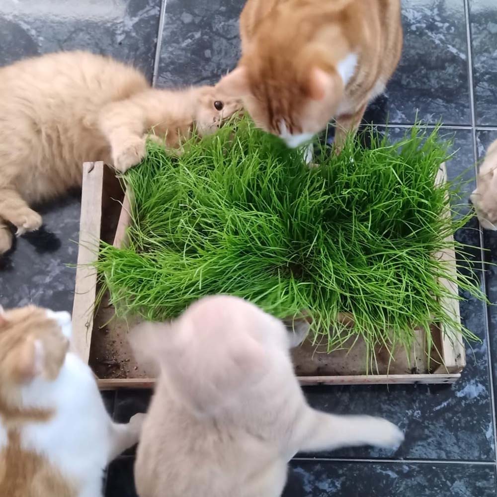 Erba Gatta - Integratore Alimentare per Gatti Domestici - Image 14