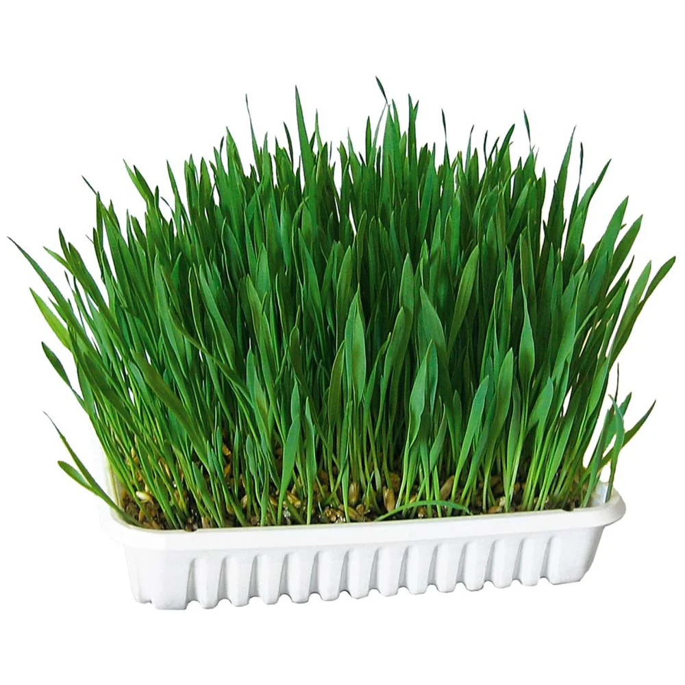 Erba Gatta - Integratore Alimentare per Gatti Domestici - Image 7