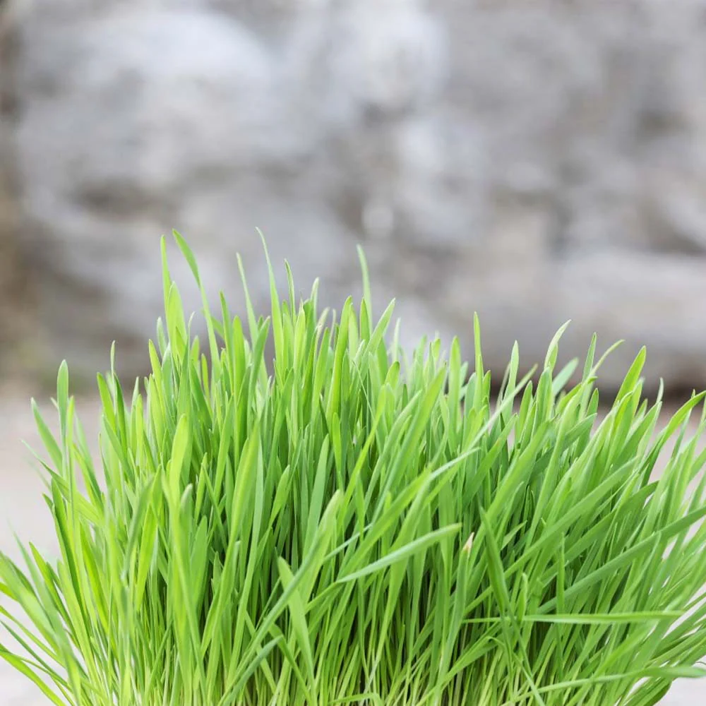 Erba Gatta - Integratore Alimentare per Gatti Domestici - Image 9
