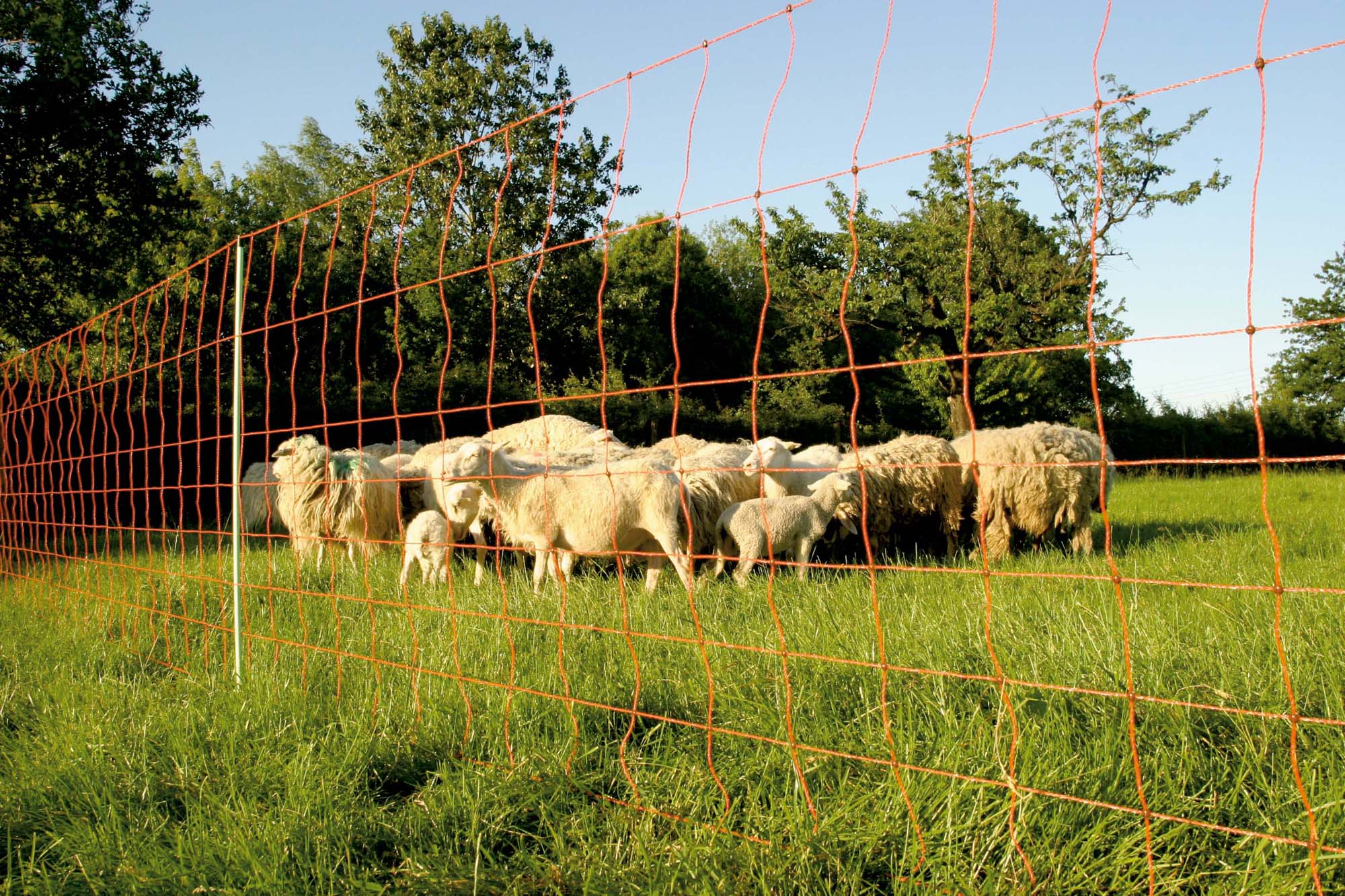 Euronetz- Kombinetz-Reti per recinzioni – modelli singoli e doppi con pali di ricambio - Image 10