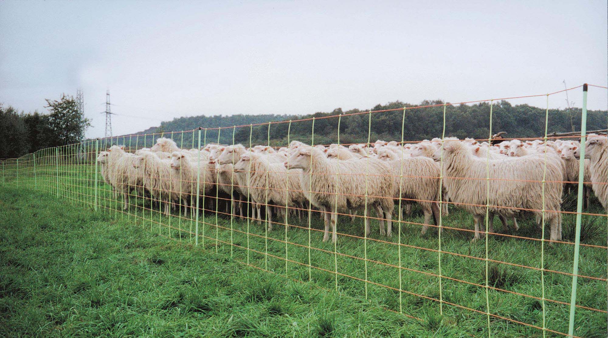 Euronetz- Kombinetz-Reti per recinzioni – modelli singoli e doppi con pali di ricambio - Image 6