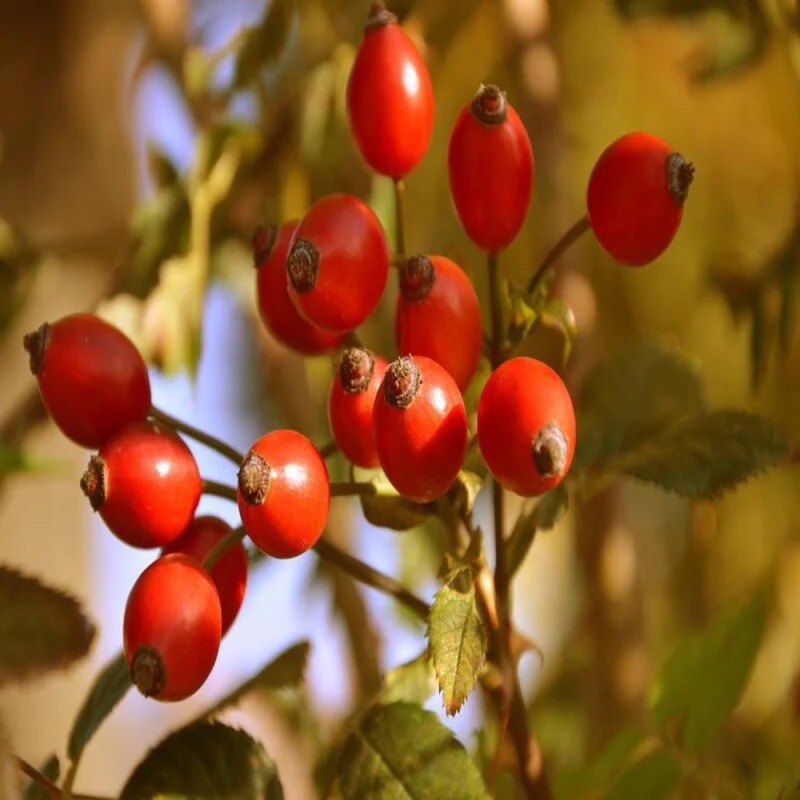 Frutti di Rosa Canina 500g - Vitamine Naturali per la Tua Salute - Image 4