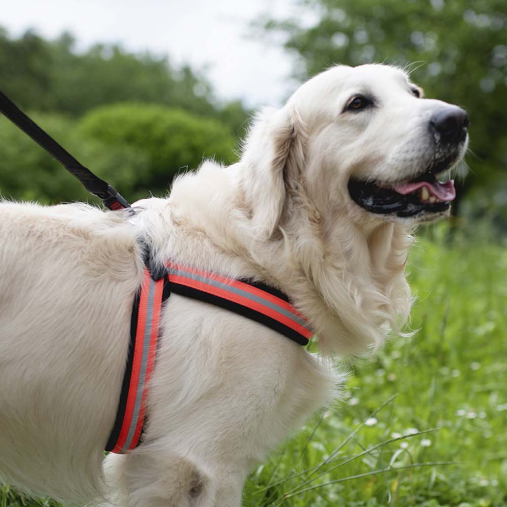 Giotto nero guinzaglio per cani in pelle - Image 5