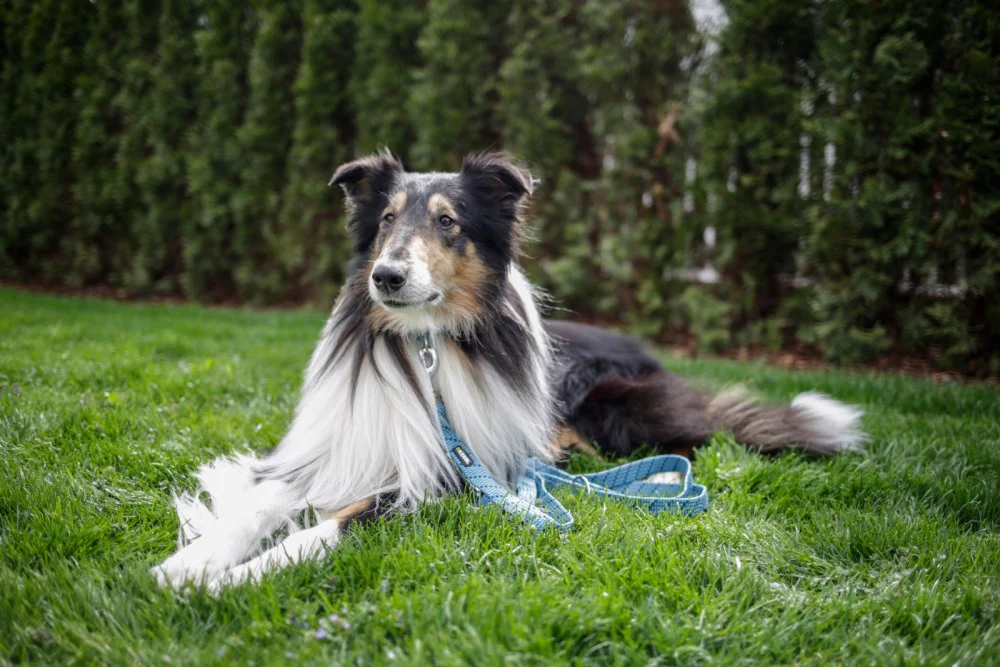 Guinzaglio Colorado per cani - Image 6