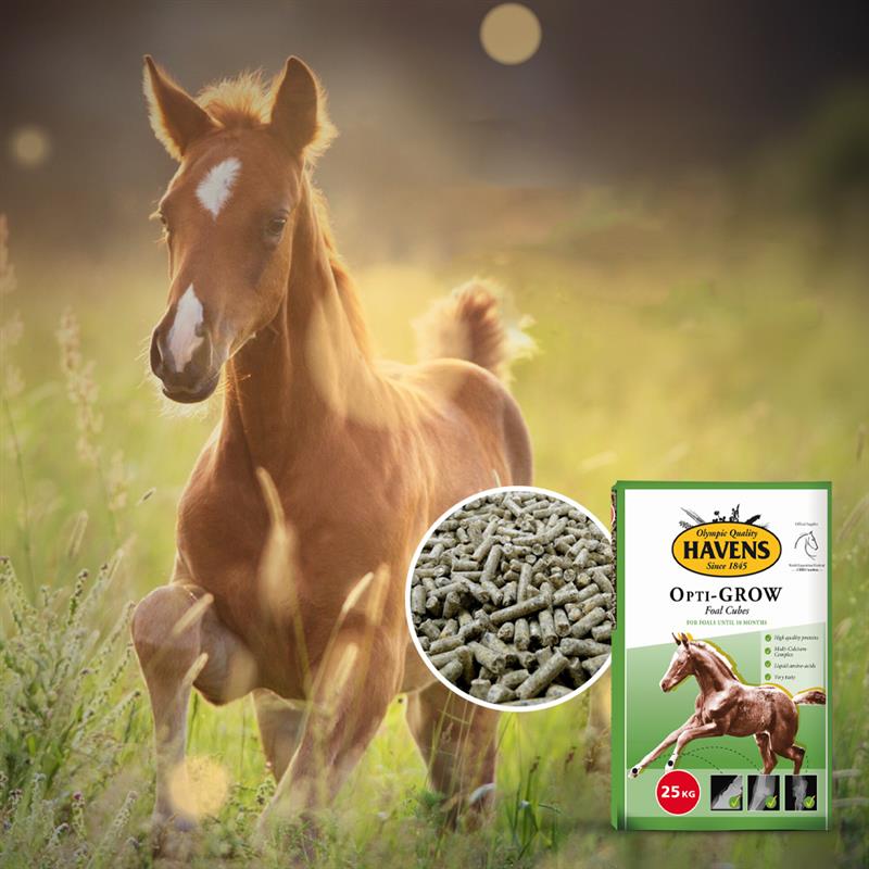 HAVENS Opti-GROW Foal Cubes – Mangime per puledri in crescita 25kg - Image 2