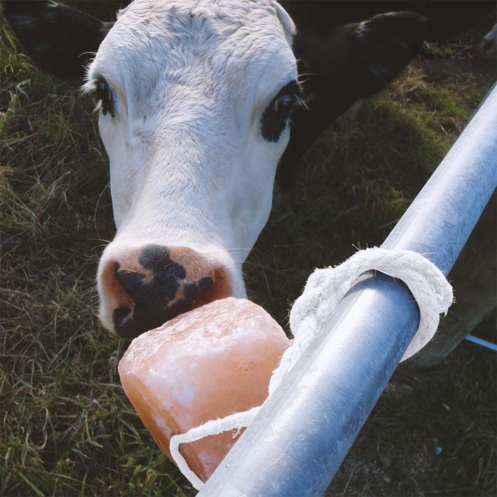 Himalaya blocco di sale dell' per tutti gli animali - Image 4