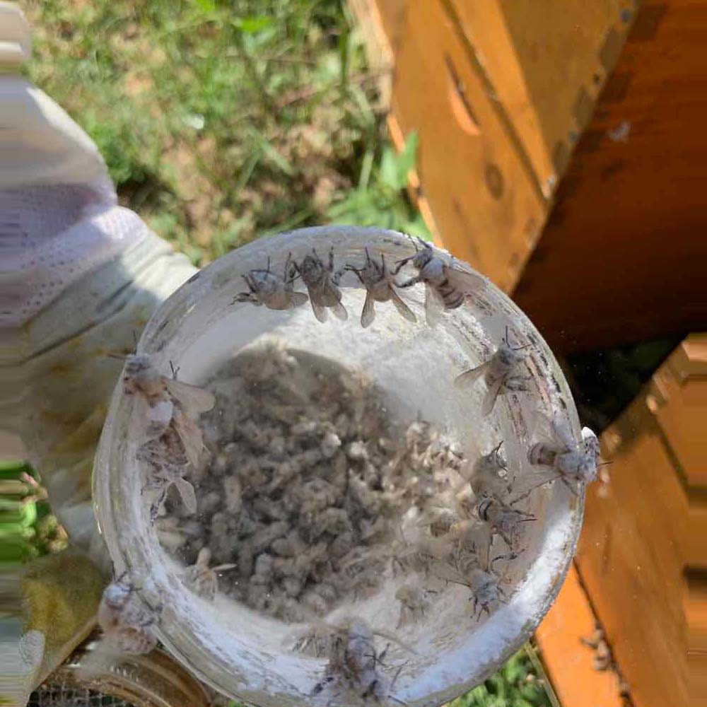 Imgut® trattamento contro la Varroa - Image 9