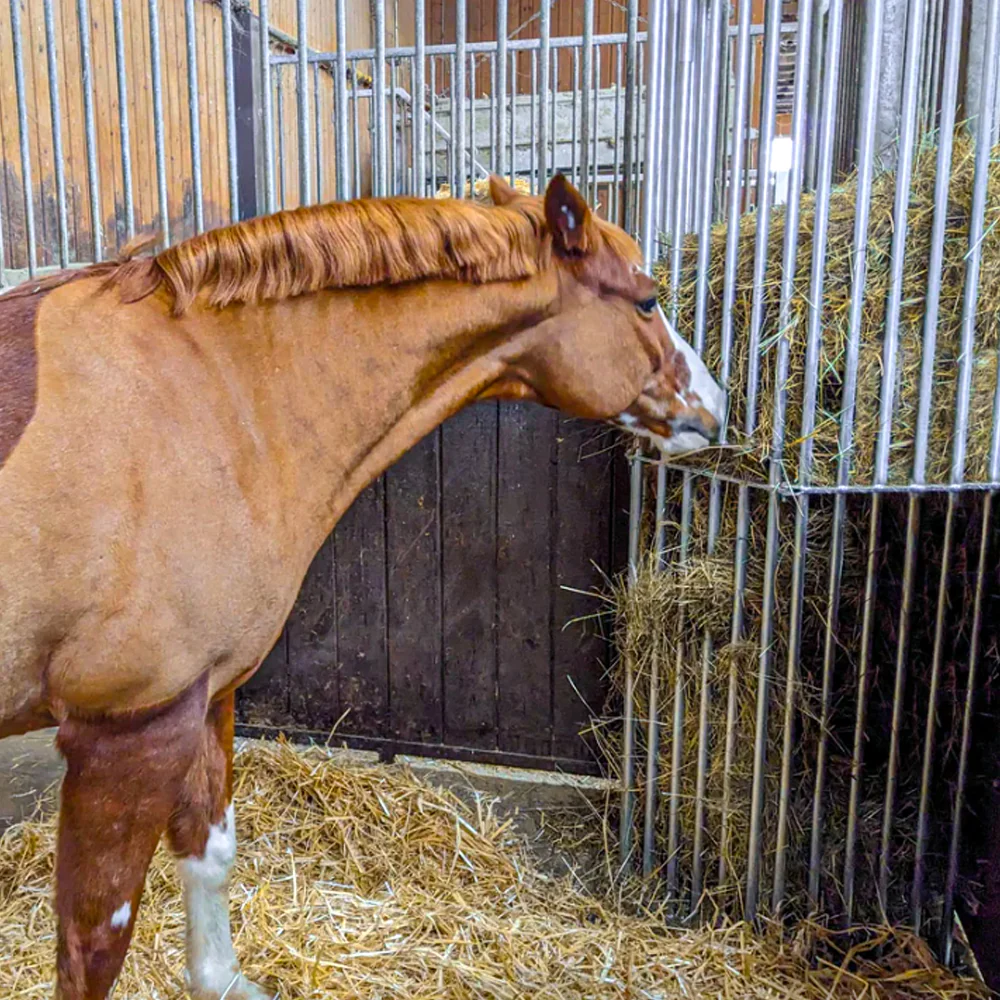 Mangatoia da Parete Regolabile per Cavalli – da 1,00 a 2,00 m per Stalla e Recinto - Image 11