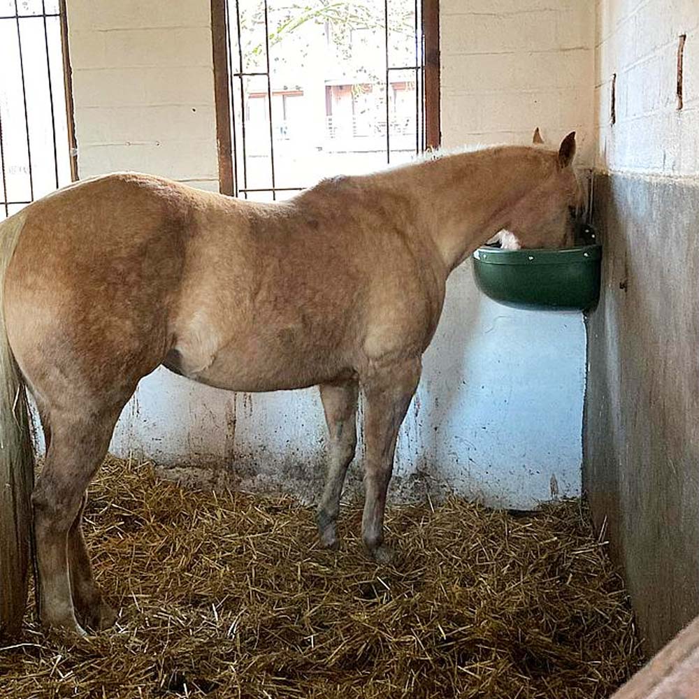 Mangiatoia angolare con protezione antimorso per cavalli - 30l - Image 4