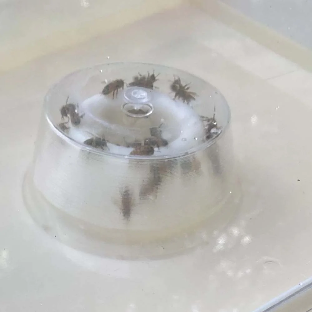 Mangiatoia per api in plastica rotonda da 1,5 litri e coperchio di ricambio - Image 8