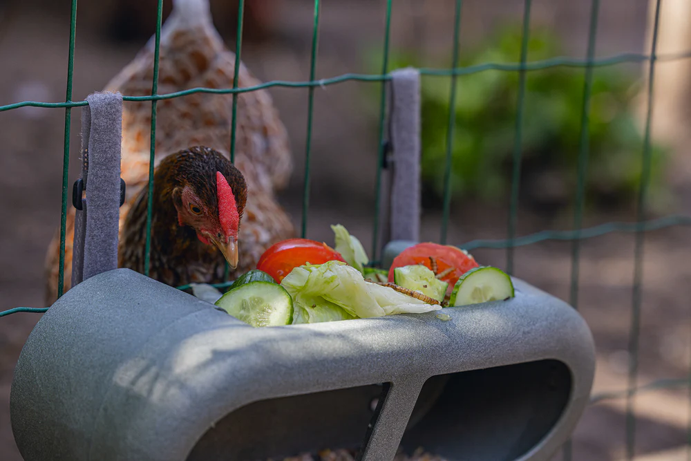 Mangiatoia per Galline con Velcro 100% Riciclato – Compatta e Resistente - Image 10