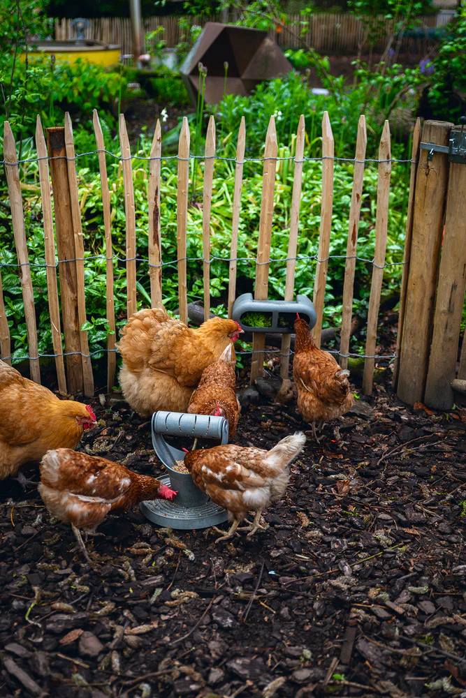 Mangiatoia per Galline con Velcro 100% Riciclato – Compatta e Resistente - Image 14