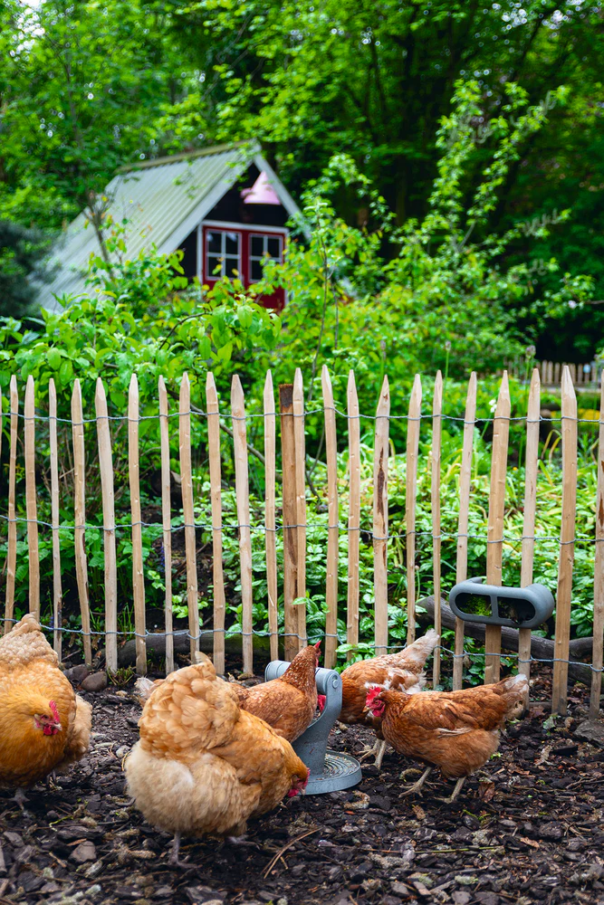 Mangiatoia per Galline con Velcro 100% Riciclato – Compatta e Resistente - Image 16