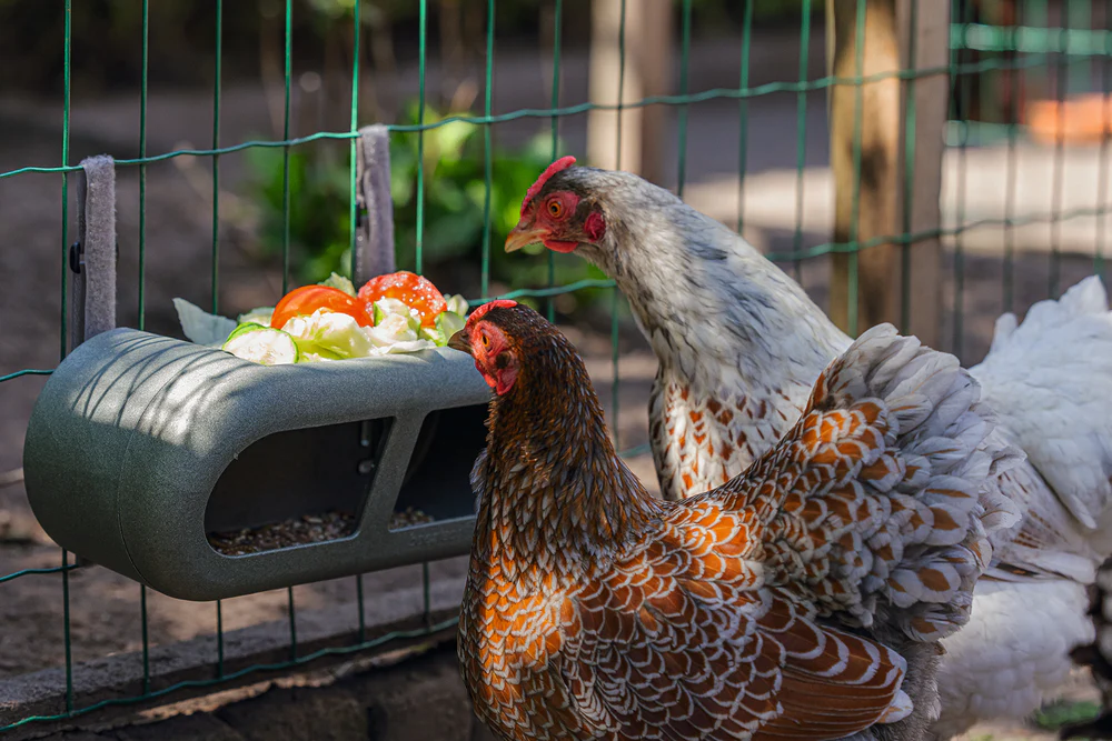 Mangiatoia per Galline con Velcro 100% Riciclato – Compatta e Resistente - Image 5