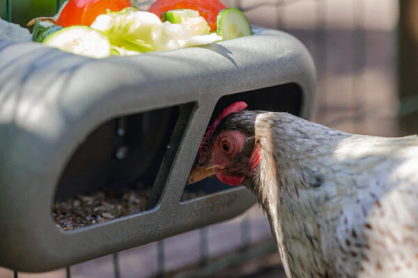 Mangiatoia per Galline con Velcro 100% Riciclato – Compatta e Resistente - Image 6