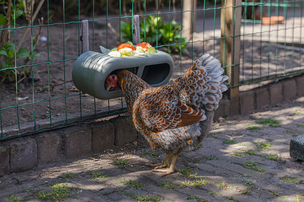 Mangiatoia per Galline con Velcro 100% Riciclato – Compatta e Resistente - Image 8