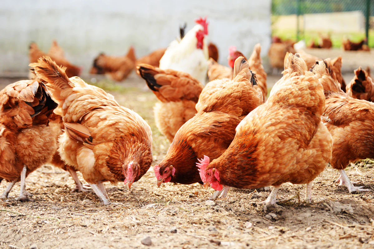 Mangime completo per galline ovaiole LEGEGOLD - Image 2