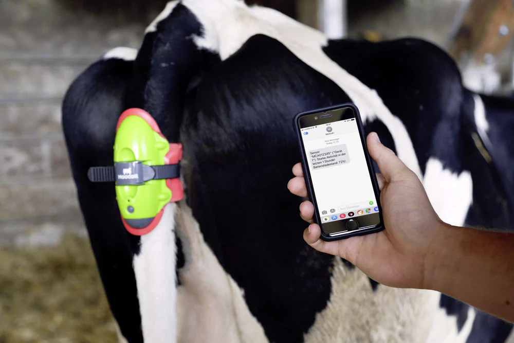 Moocall Monitor per il parto - Image 6
