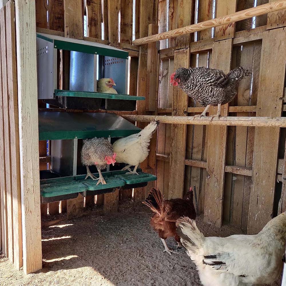 Nido con Cestino per Galline Ovaiole in Metallo e Plastica - Image 26