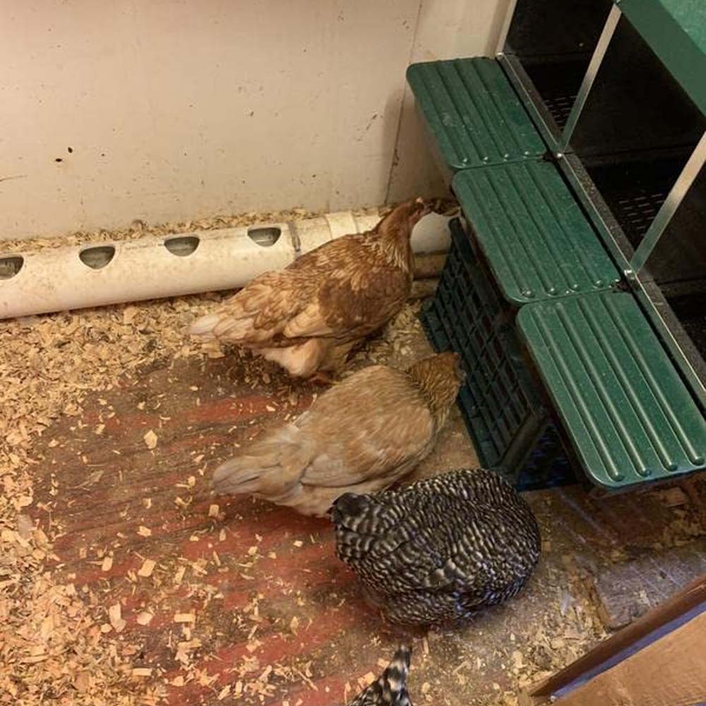 Nido con Cestino per Galline Ovaiole in Metallo e Plastica - Image 27