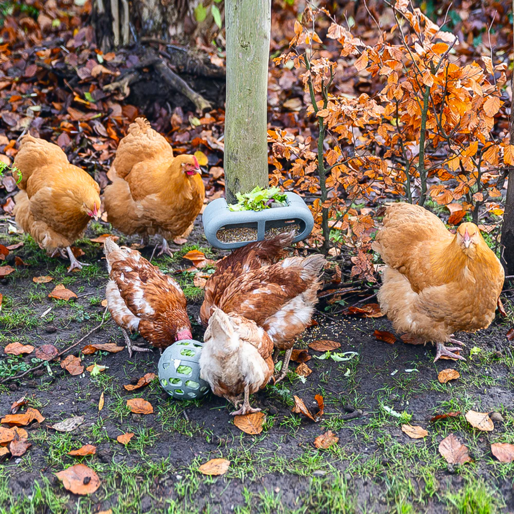 Palla Snack per Galline - 100% Plastica Riciclata | Ø 150mm | Ecologica - Image 11