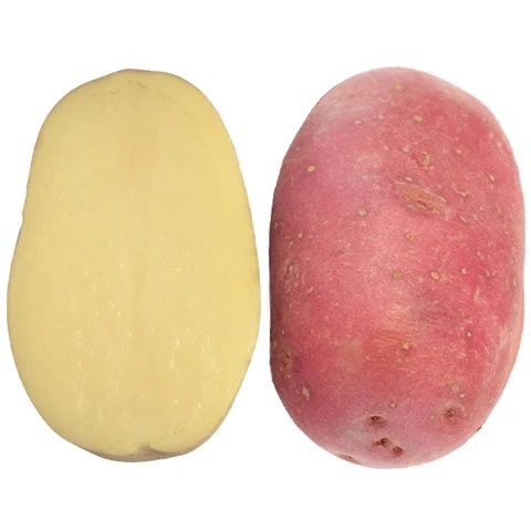 Patata Da Semina Desiree - Patate Da Seme Di Alta Qualità Per Una Crescita Ottimale