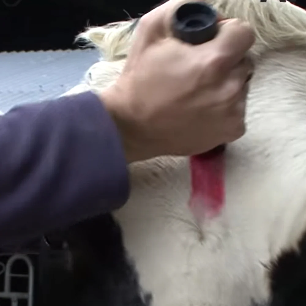 Pennarello per marcare il bestiame  Raidex - Image 10